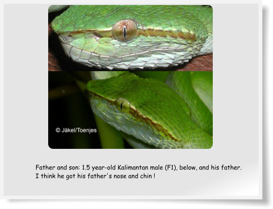 Father and son: 1.5 year-old Kalimantan male (F1), below, and his father. I think he got his father's nose and chin !