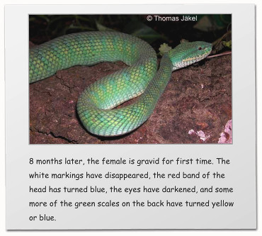 8 months later, the female is gravid for first time. The white markings have disappeared, the red band of the head has turned blue, the eyes have darkened, and some more of the green scales on the back have turned yellow or blue.