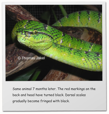 Same animal 7 months later. The red markings on the back and head have turned black. Dorsal scales gradually become fringed with black.