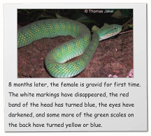 8 months later, the female is gravid for first time. The white markings have disappeared, the red band of the head has turned blue, the eyes have darkened, and some more of the green scales on the back have turned yellow or blue.