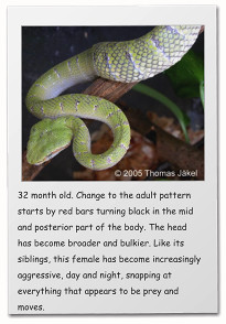 32 month old. Change to the adult pattern starts by red bars turning black in the mid and posterior part of the body. The head has become broader and bulkier. Like its siblings, this female has become increasingly aggressive, day and night, snapping at everything that appears to be prey and moves.