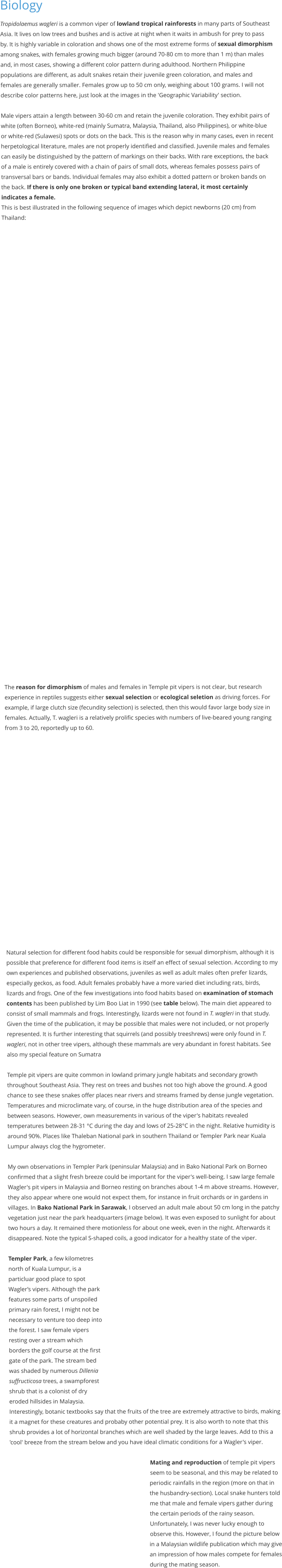 Biology Tropidolaemus wagleri is a common viper of lowland tropical rainforests in many parts of Southeast Asia. It lives on low trees and bushes and is active at night when it waits in ambush for prey to pass by. It is highly variable in coloration and shows one of the most extreme forms of sexual dimorphism among snakes, with females growing much bigger (around 70-80 cm to more than 1 m) than males and, in most cases, showing a different color pattern during adulthood. Northern Philippine populations are different, as adult snakes retain their juvenile green coloration, and males and females are generally smaller. Females grow up to 50 cm only, weighing about 100 grams. I will not describe color patterns here, just look at the images in the 'Geographic Variability' section.  Male vipers attain a length between 30-60 cm and retain the juvenile coloration. They exhibit pairs of white (often Borneo), white-red (mainly Sumatra, Malaysia, Thailand, also Philippines), or white-blue or white-red (Sulawesi) spots or dots on the back. This is the reason why in many cases, even in recent herpetological literature, males are not properly identified and classified. Juvenile males and females can easily be distinguished by the pattern of markings on their backs. With rare exceptions, the back of a male is entirely covered with a chain of pairs of small dots, whereas females possess pairs of transversal bars or bands. Individual females may also exhibit a dotted pattern or broken bands on the back. If there is only one broken or typical band extending lateral, it most certainly indicates a female. This is best illustrated in the following sequence of images which depict newborns (20 cm) from Thailand:                                              The reason for dimorphism of males and females in Temple pit vipers is not clear, but research experience in reptiles suggests either sexual selection or ecological seletion as driving forces. For example, if large clutch size (fecundity selection) is selected, then this would favor large body size in females. Actually, T. wagleri is a relatively prolific species with numbers of live-beared young ranging from 3 to 20, reportedly up to 60.  Natural selection for different food habits could be responsible for sexual dimorphism, although it is possible that preference for different food items is itself an effect of sexual selection. According to my own experiences and published observations, juveniles as well as adult males often prefer lizards,  especially geckos, as food. Adult females probably have a more varied diet including rats, birds, lizards and frogs. One of the few investigations into food habits based on examination of stomach contents has been published by Lim Boo Liat in 1990 (see table below). The main diet appeared to consist of small mammals and frogs. Interestingly, lizards were not found in T. wagleri in that study. Given the time of the publication, it may be possible that males were not included, or not properly represented. It is further interesting that squirrels (and possibly treeshrews) were only found in T. wagleri, not in other tree vipers, although these mammals are very abundant in forest habitats. See also my special feature on Sumatra  Temple pit vipers are quite common in lowland primary jungle habitats and secondary growth throughout Southeast Asia. They rest on trees and bushes not too high above the ground. A good chance to see these snakes offer places near rivers and streams framed by dense jungle vegetation. Temperatures and microclimate vary, of course, in the huge distribution area of the species and between seasons. However, own measurements in various of the viper's habitats revealed temperatures between 28-31 °C during the day and lows of 25-28°C in the night. Relative humidity is around 90%. Places like Thaleban National park in southern Thailand or Templer Park near Kuala Lumpur always clog the hygrometer.  My own observations in Templer Park (peninsular Malaysia) and in Bako National Park on Borneo confirmed that a slight fresh breeze could be important for the viper's well-being. I saw large female Wagler's pit vipers in Malaysia and Borneo resting on branches about 1-4 m above streams. However, they also appear where one would not expect them, for instance in fruit orchards or in gardens in villages. In Bako National Park in Sarawak, I observed an adult male about 50 cm long in the patchy vegetation just near the park headquarters (image below). It was even exposed to sunlight for about two hours a day. It remained there motionless for about one week, even in the night. Afterwards it disappeared. Note the typical S-shaped coils, a good indicator for a healthy state of the viper.  Templer Park, a few kilometres north of Kuala Lumpur, is a particluar good place to spot Wagler’s vipers. Although the park features some parts of unspoiled primary rain forest, I might not be necessary to venture too deep into the forest. I saw female vipers resting over a stream which borders the golf course at the first gate of the park. The stream bed was shaded by numerous Dillenia suffructicosa trees, a swampforest shrub that is a colonist of dry eroded hillsides in Malaysia. Interestingly, botanic textbooks say that the fruits of the tree are extremely attractive to birds, making it a magnet for these creatures and probaby other potential prey. It is also worth to note that this shrub provides a lot of horizontal branches which are well shaded by the large leaves. Add to this a 'cool' breeze from the stream below and you have ideal climatic conditions for a Wagler's viper.  Mating and reproduction of temple pit vipers seem to be seasonal, and this may be related to periodic rainfalls in the region (more on that in the husbandry-section). Local snake hunters told me that male and female vipers gather during the certain periods of the rainy season. Unfortunately, I was never lucky enough to observe this. However, I found the picture below in a Malaysian wildlife publication which may give an impression of how males compete for females during the mating season.