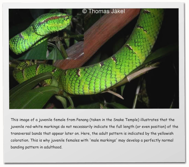 This image of a juvenile female from Penang (taken in the Snake Temple) illustrates that the juvenile red-white markings do not necessarily indicate the full length (or even position) of the transversal bands that appear later on. Here, the adult pattern is indicated by the yellowish coloration. This is why juvenile females with 'male markings' may develop a perfectly normal banding pattern in adulthood.