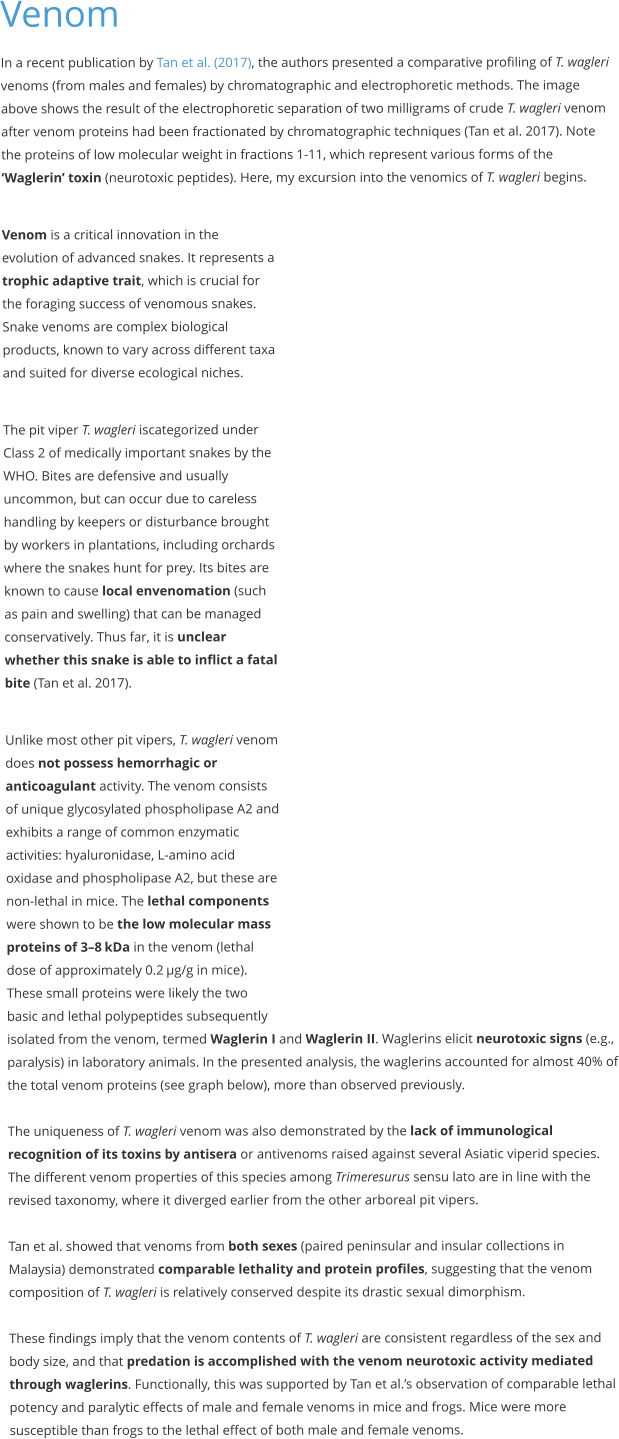 Venom In a recent publication by Tan et al. (2017), the authors presented a comparative profiling of T. wagleri venoms (from males and females) by chromatographic and electrophoretic methods. The image above shows the result of the electrophoretic separation of two milligrams of crude T. wagleri venom after venom proteins had been fractionated by chromatographic techniques (Tan et al. 2017). Note the proteins of low molecular weight in fractions 1-11, which represent various forms of the ‘Waglerin’ toxin (neurotoxic peptides). Here, my excursion into the venomics of T. wagleri begins.   Venom is a critical innovation in the evolution of advanced snakes. It represents a trophic adaptive trait, which is crucial for the foraging success of venomous snakes. Snake venoms are complex biological products, known to vary across different taxa and suited for diverse ecological niches.   The pit viper T. wagleri iscategorized under Class 2 of medically important snakes by the WHO. Bites are defensive and usually uncommon, but can occur due to careless handling by keepers or disturbance brought by workers in plantations, including orchards where the snakes hunt for prey. Its bites are known to cause local envenomation (such as pain and swelling) that can be managed conservatively. Thus far, it is unclear whether this snake is able to inflict a fatal bite (Tan et al. 2017).  Unlike most other pit vipers, T. wagleri venom does not possess hemorrhagic or anticoagulant activity. The venom consists of unique glycosylated phospholipase A2 and exhibits a range of common enzymatic activities: hyaluronidase, L-amino acid oxidase and phospholipase A2, but these are non-lethal in mice. The lethal components were shown to be the low molecular mass proteins of 3–8 kDa in the venom (lethal dose of approximately 0.2 μg/g in mice). These small proteins were likely the two basic and lethal polypeptides subsequently isolated from the venom, termed Waglerin I and Waglerin II. Waglerins elicit neurotoxic signs (e.g., paralysis) in laboratory animals. In the presented analysis, the waglerins accounted for almost 40% of the total venom proteins (see graph below), more than observed previously.  The uniqueness of T. wagleri venom was also demonstrated by the lack of immunological recognition of its toxins by antisera or antivenoms raised against several Asiatic viperid species. The different venom properties of this species among Trimeresurus sensu lato are in line with the revised taxonomy, where it diverged earlier from the other arboreal pit vipers.   Tan et al. showed that venoms from both sexes (paired peninsular and insular collections in Malaysia) demonstrated comparable lethality and protein profiles, suggesting that the venom composition of T. wagleri is relatively conserved despite its drastic sexual dimorphism.   These findings imply that the venom contents of T. wagleri are consistent regardless of the sex and body size, and that predation is accomplished with the venom neurotoxic activity mediated through waglerins. Functionally, this was supported by Tan et al.’s observation of comparable lethal potency and paralytic effects of male and female venoms in mice and frogs. Mice were more susceptible than frogs to the lethal effect of both male and female venoms.